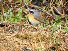 Common Redstart (Phoenicurus phoenicurus)