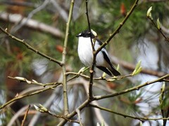 Pied Flycatcher (Ficedula hypoleuca)