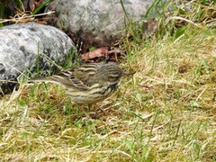 Trepiplerke (Anthus trivialis)