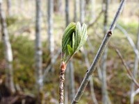 Rowan (Sorbus aucuparia)