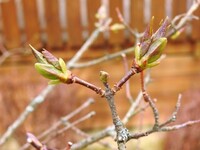 Lilac (Syringa vulgaris)