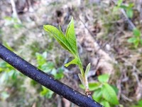 Hegg (Prunus padus)