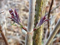 Red-berried Elder (Sambucus racemosa)