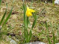 Påskelilje (Narcissus pseudonarcissus)