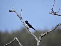 Låvesvale (Hirundo rustica)