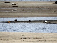 Ruff (Calidris pugnax)