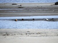 Ruff (Calidris pugnax)