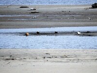 Brushane (Calidris pugnax)