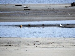 Brushane (Calidris pugnax)