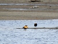 Brushane (Calidris pugnax)