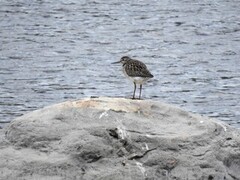 Wood Sandpiper (Tringa glareola)