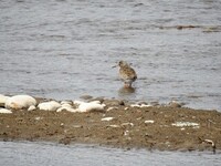 Common Redshank (Tringa totanus)