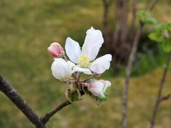 Eple (Malus ×domestica)