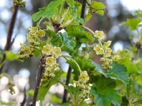 Hagerips (Ribes rubrum)