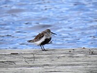 Dunlin (Calidris alpina)