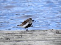 Myrsnipe (Calidris alpina)