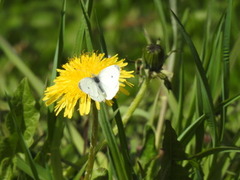 Aurorasommerfugl (Anthocharis cardamines)