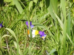 Aurorasommerfugl (Anthocharis cardamines)