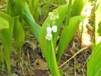 Liljekonvall (Convallaria majalis)