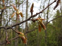 Aspen (Populus tremula)