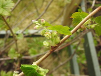 Black Currant (Ribes nigrum)