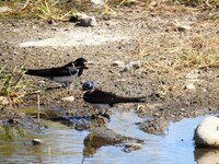 Barn Swallow (Hirundo rustica)