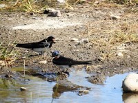 Låvesvale (Hirundo rustica)