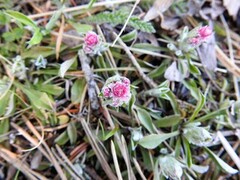 Kattefot (Antennaria dioica)