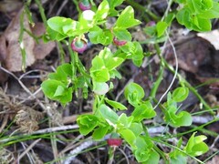 Blåbær (Vaccinium myrtillus)