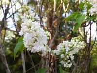 Syrin (Syringa vulgaris)