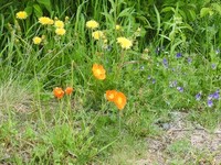 Iceland Poppy (Papaver croceum)