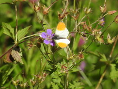 Aurorasommerfugl (Anthocharis cardamines)