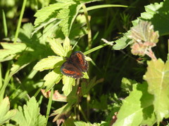 Fløyelsringvinge (Erebia ligea)