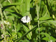 Liten kålsommerfugl (Pieris rapae)