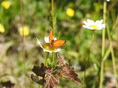 Oransjegullvinge (Lycaena virgaureae)