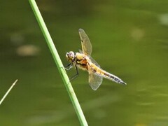 Øyenstikkere (Odonata)