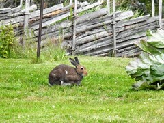 Mountain hare (Lepus timidus)