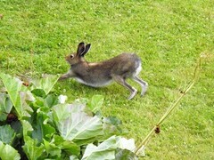 Mountain hare (Lepus timidus)