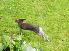 Mountain hare (Lepus timidus)