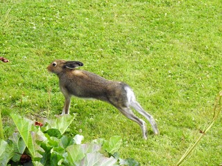 Hare (Lepus timidus)