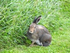 Mountain hare (Lepus timidus)