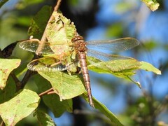 Øyenstikkere (Odonata)