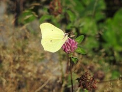 Sitronsommerfugl (Gonepteryx rhamni)