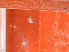 Edderkopper (Araneae)