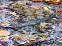 Ørret (Salmo trutta)