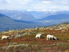 Sau (Ovis aries)