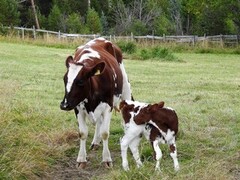 Storfe (Bos taurus)