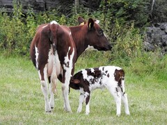 Storfe (Bos taurus)