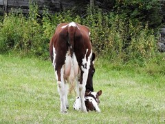 Storfe (Bos taurus)