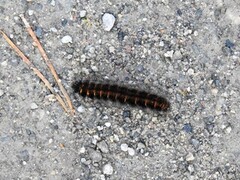 Fox Moth (Macrothylacia rubi)